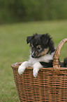 Sheltie Puppy in the basket