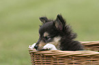 Sheltie Puppy in the basket