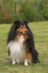 sitting sheltie