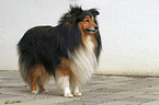 standing Sheltie