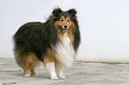 standing Sheltie