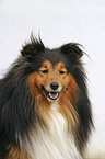 Sheltie Portrait