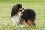 standing Sheltie