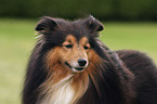 Sheltie Portrait