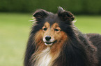 Sheltie Portrait