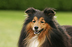 Sheltie Portrait