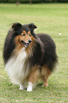 standing Sheltie