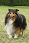 standing Sheltie