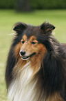 Sheltie Portrait