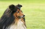 Sheltie Portrait