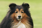 Sheltie Portrait