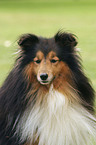 Sheltie Portrait