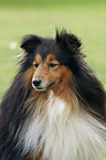 Sheltie Portrait