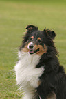 Sheltie Portrait