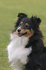 Sheltie Portrait