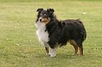 standing Sheltie