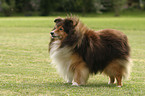 standing sheltie