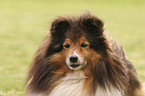 Sheltie Portrait