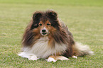 lying Sheltie