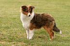 standing sheltie puppy