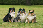 tree sitting Sheltie