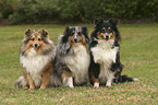 tree sitting Sheltie