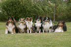 six Shetland Sheepdogs