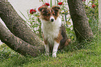 young Shetland Sheepdog