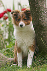 young Shetland Sheepdog