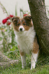 young Shetland Sheepdog