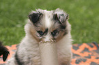 sheltie puppy