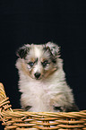 Sheltie Puppy