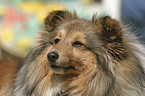 Shetland Sheepdog Portrait