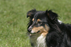 Shetland Sheepdog Portrait