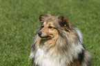 Shetland Sheepdog Portrait