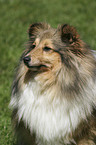 Shetland Sheepdog Portrait