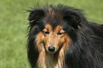 Shetland Sheepdog Portrait