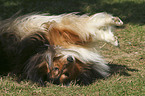 wallowing Sheltie