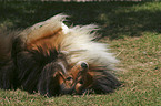 wallowing Sheltie