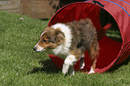 Sheltie Agility