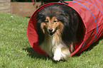 Sheltie Agility