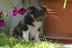 Shetland Sheepdog Puppy