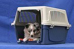 Shetland Sheepdog Puppy pet carrier