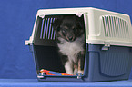 Shetland Sheepdog Puppy pet carrier