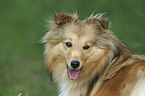 Sheltie Portrait