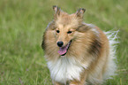 running Sheltie