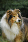 Sheltie Portrait