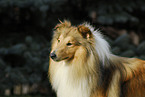 Sheltie Portrait