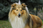 Sheltie Portrait