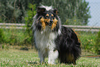 Shetland Sheepdog